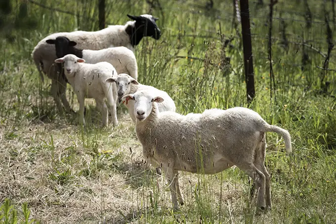 b. wise estate - grazing sheep