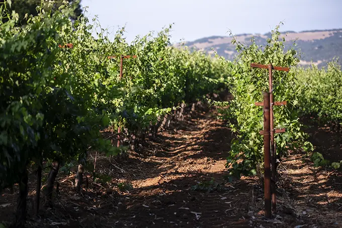 b. Wise estate vineyard showing iron rich soil