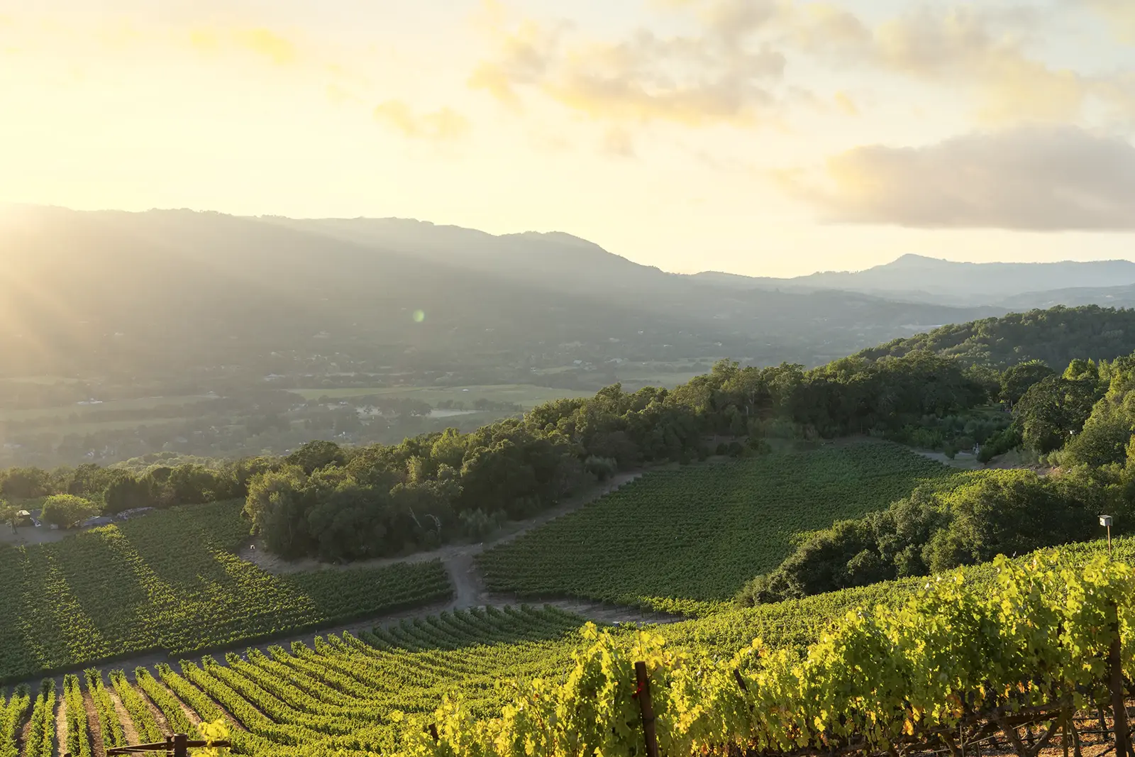 b. Wise Etate looking northwest over the Cabernet blocks