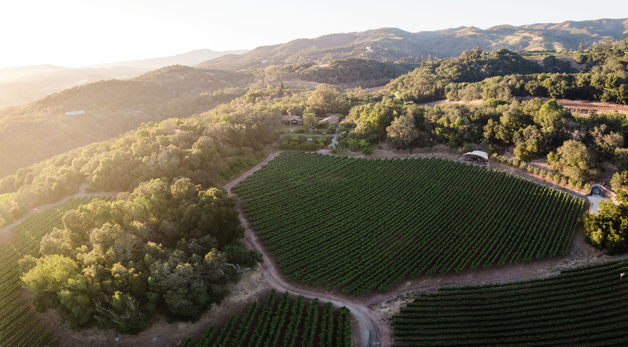 B. Wise Estate vineyard