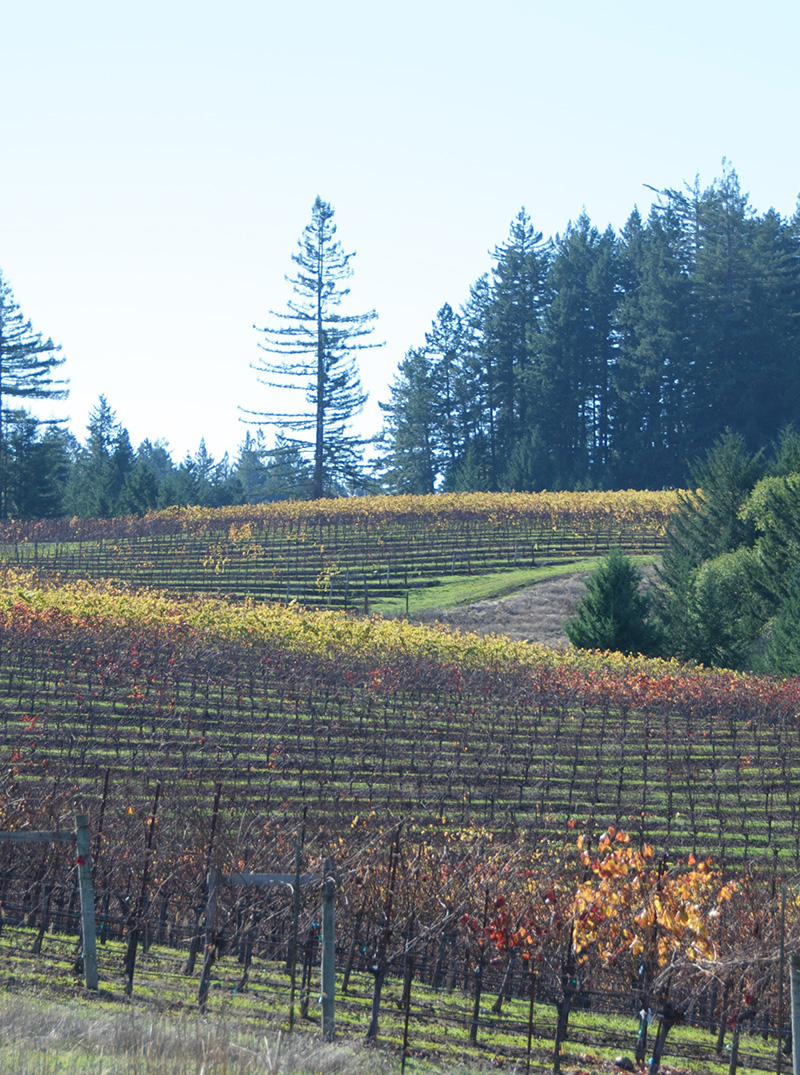 Nobles vineyard during the fall