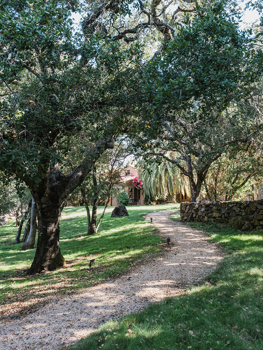 Gravel path through the trees on B.Wise property