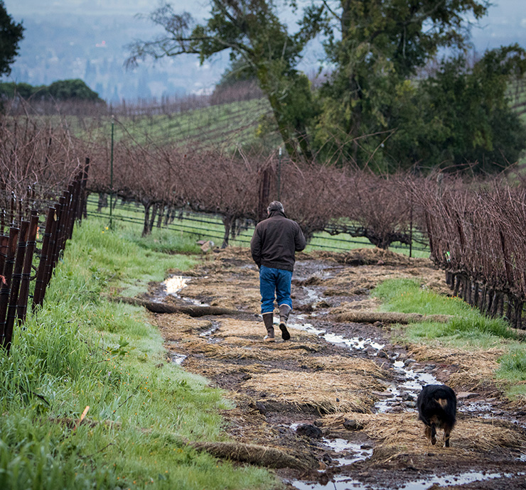 Brion Wise walking through a vineyard with his dog