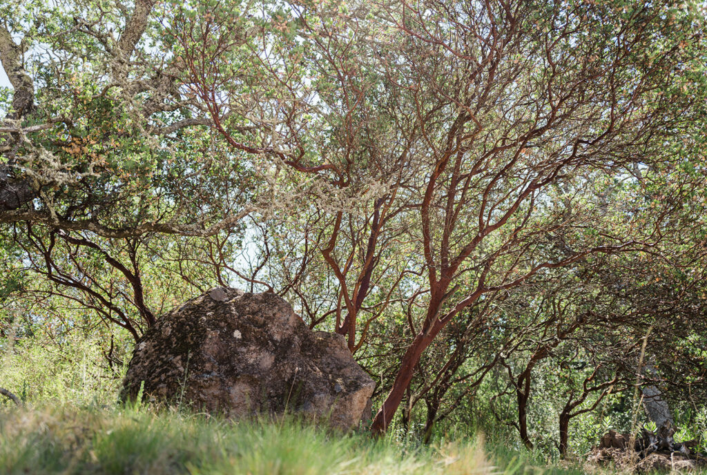 Large rock in wooded area