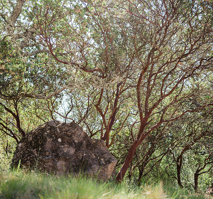 Large rock in wooded area