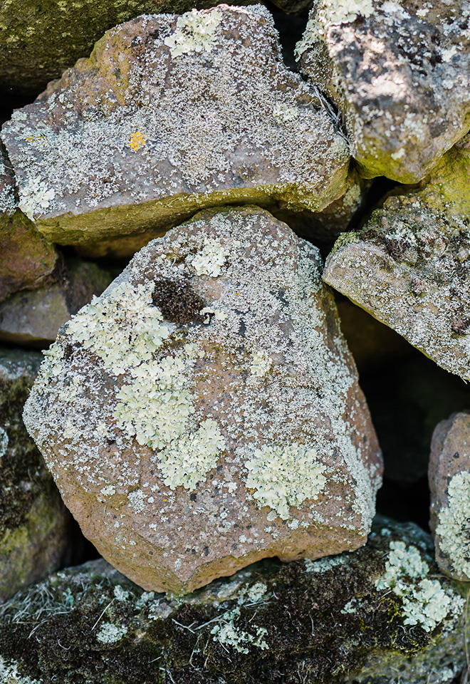 Closeup of mossy rocks in rock wall at B.Wise Estate