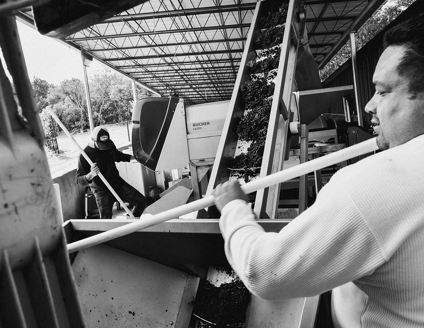 Worker moving grapes onto conveyer during harvest