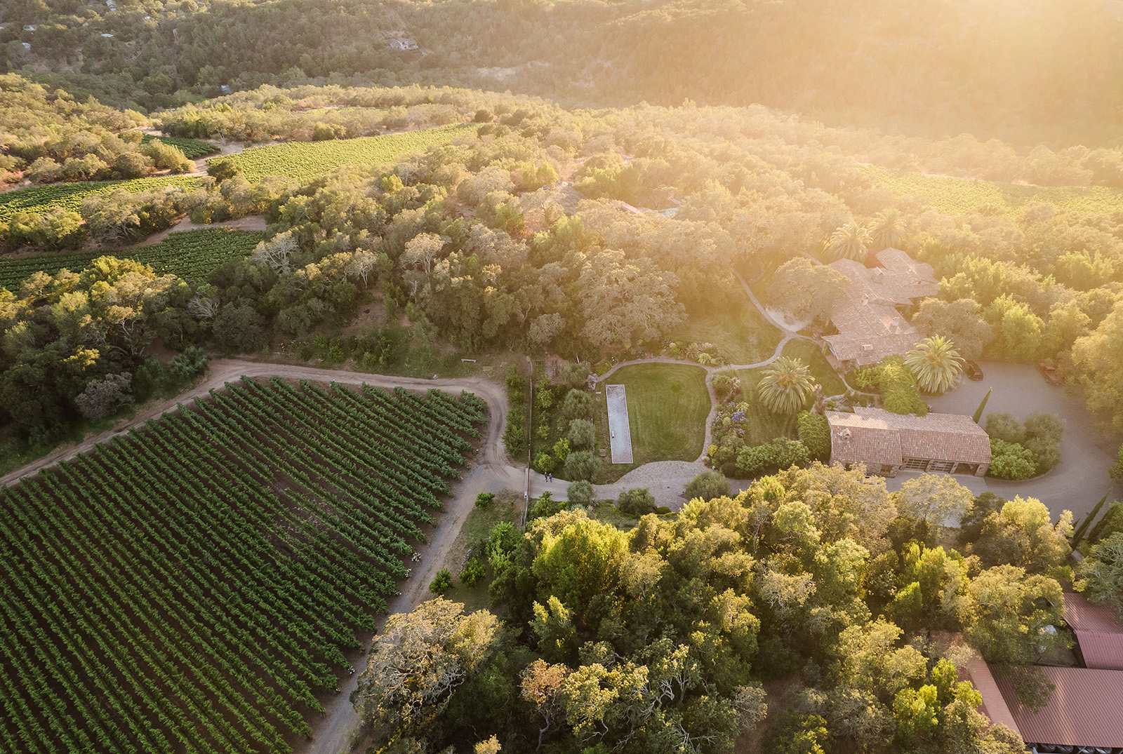 Aerial photo of vineyard, B.Wise Estate and surrounding forest