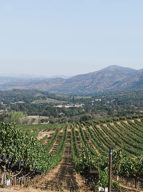 Row of vines at Amapola Creek