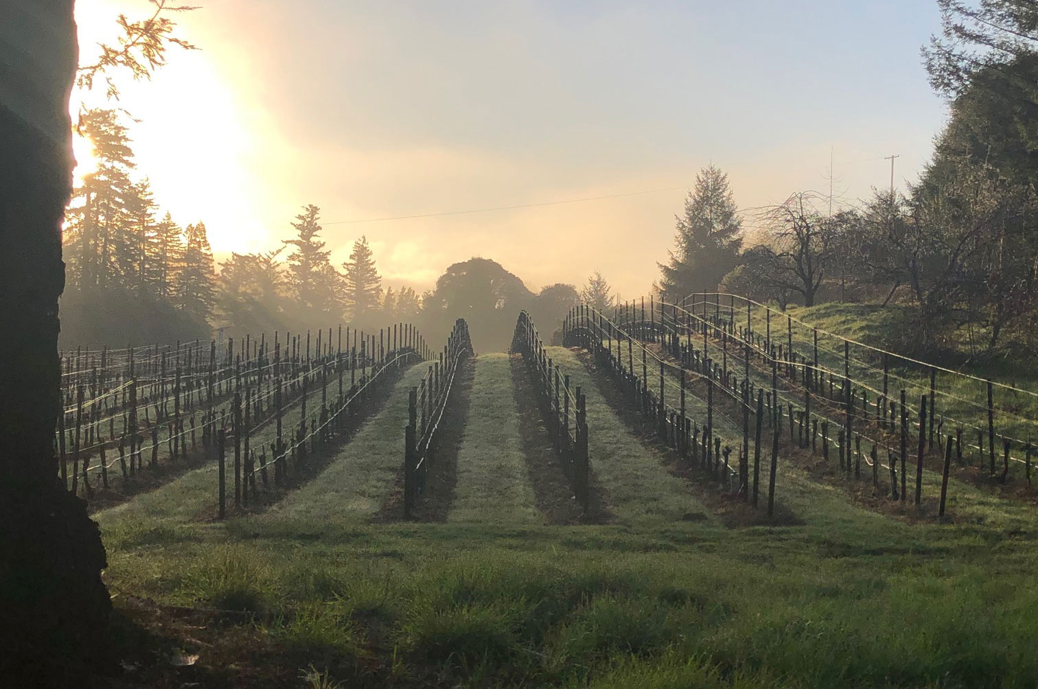 View of Mendocino Coast Range from Elswick Vineyard in Anderson Valley