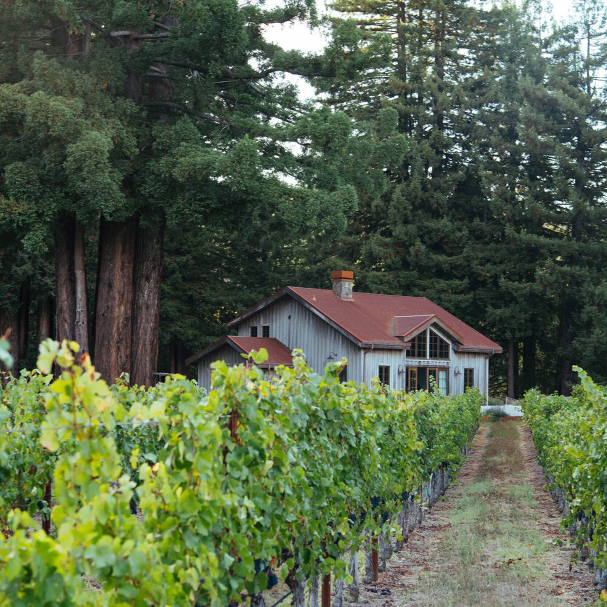 Small white building with red roof at Elswick Vineyard