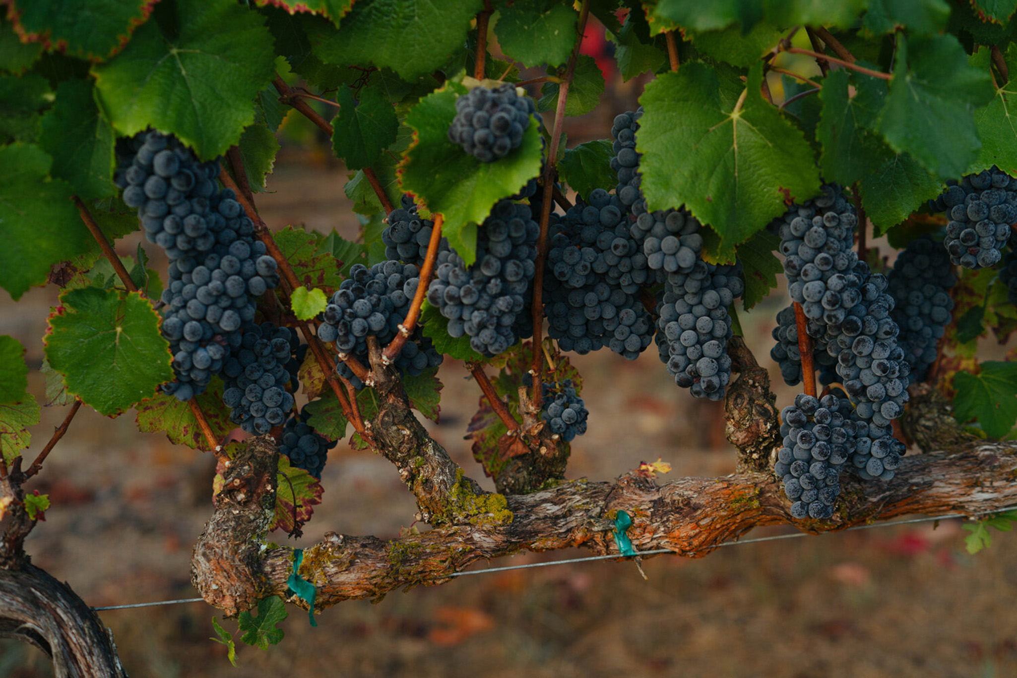 Clusters of pinot noir grapes ripening at Elswick vineyard