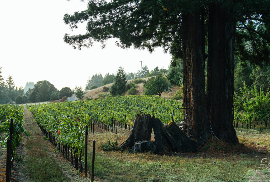 Redwood trees in Elswick vineyard