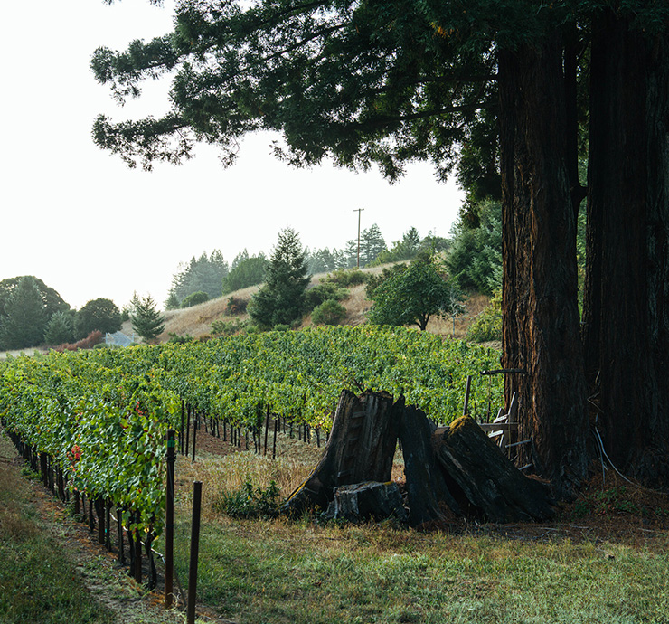 Redwood trees in Elswick vineyard