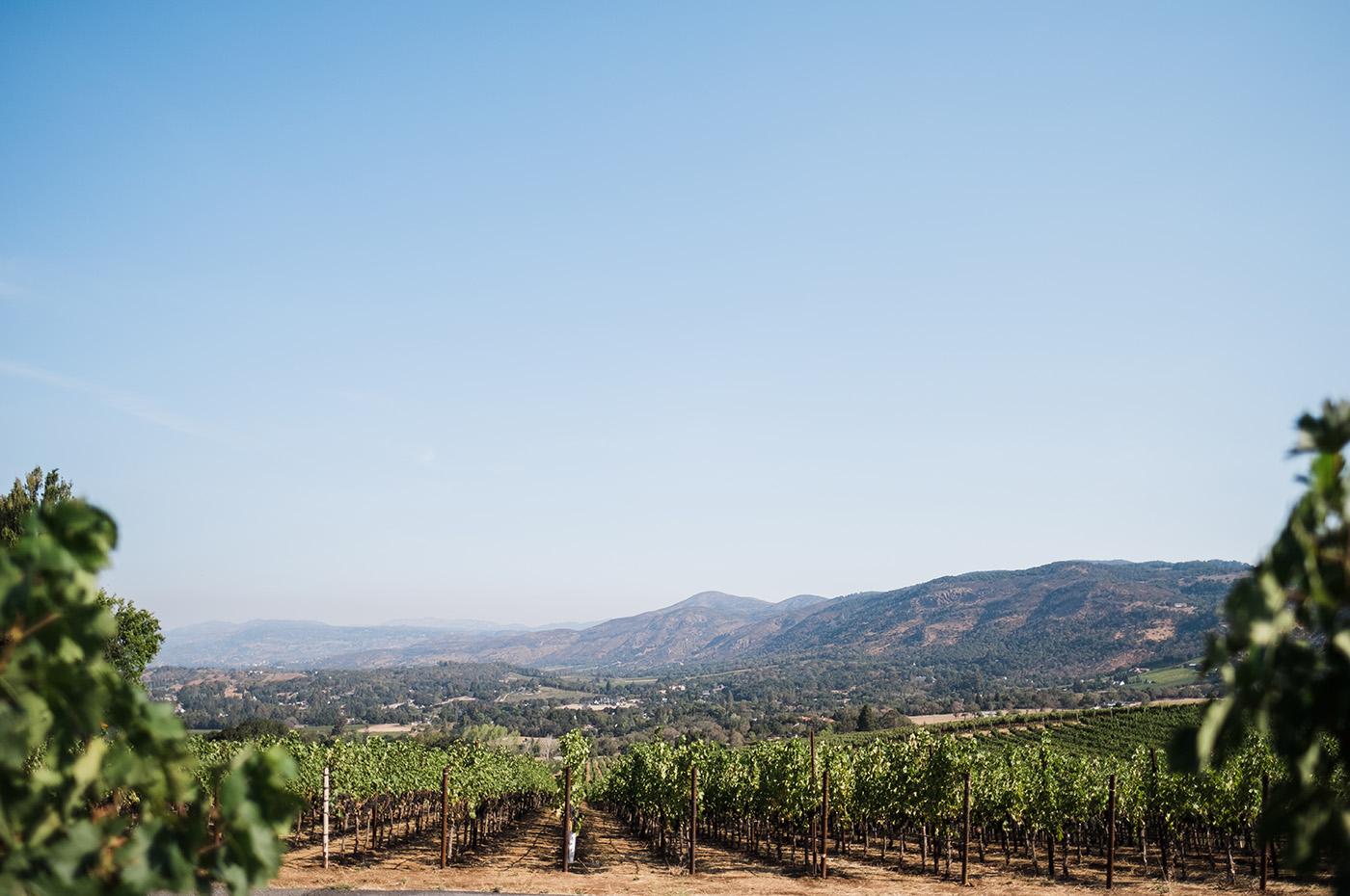 Napa Valley vineyard