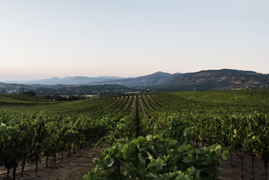 Cabernet grapes in Napa Valley vineyard