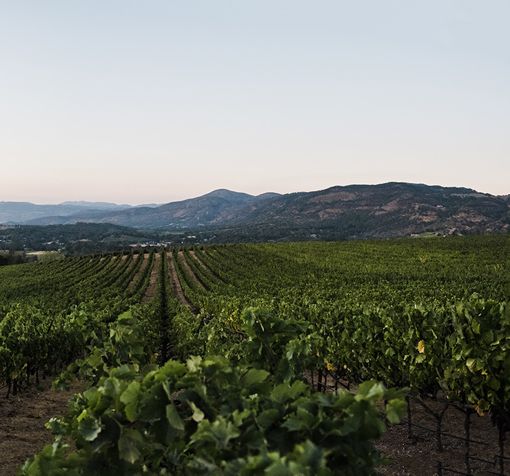 Cabernet grapes in Napa Valley vineyard