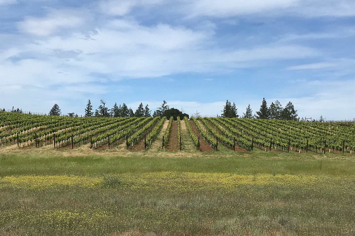 Silver Eagle vineyard