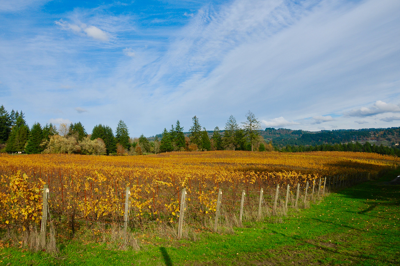 Willamette Valley vineyard in fall