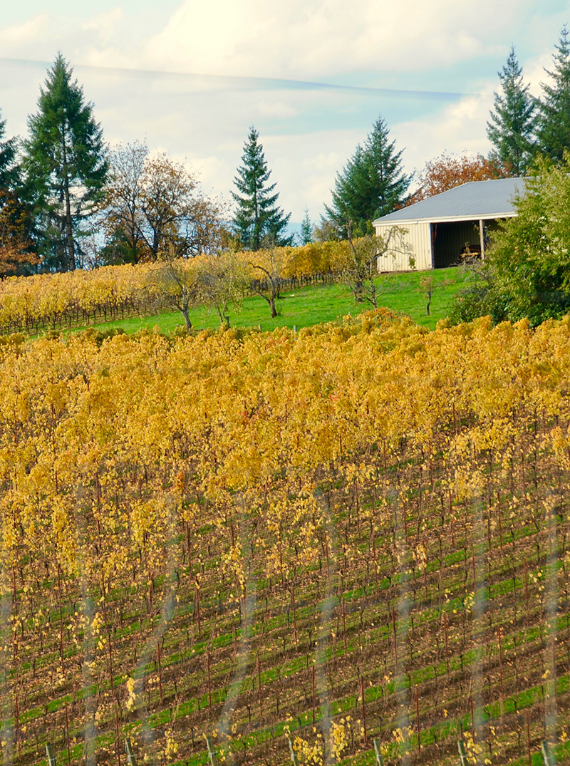 Golden vines in Willamette Valley vineyard