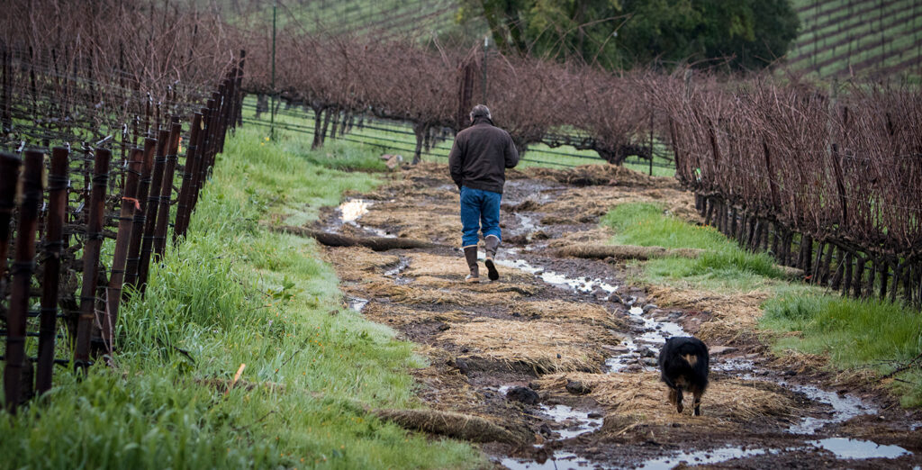 Brion Wise walking through a vineyard with his dog
