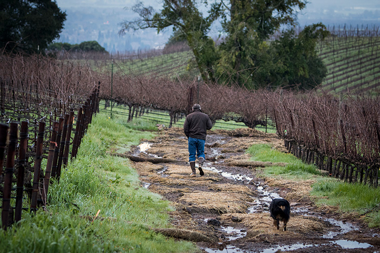B. Wise Vineyards proprietor Brion Wise walks the Moon Mountain vineyards with his dog, Maximus Aurelius