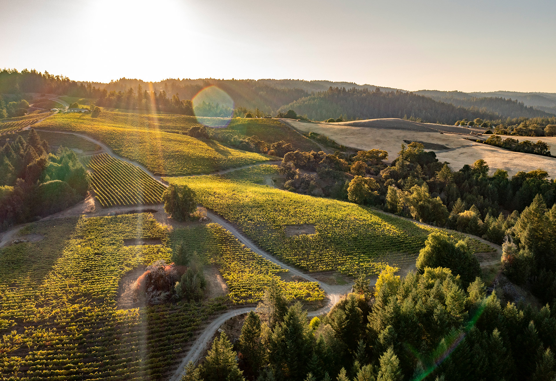 Arial view of Nobles Vineyard