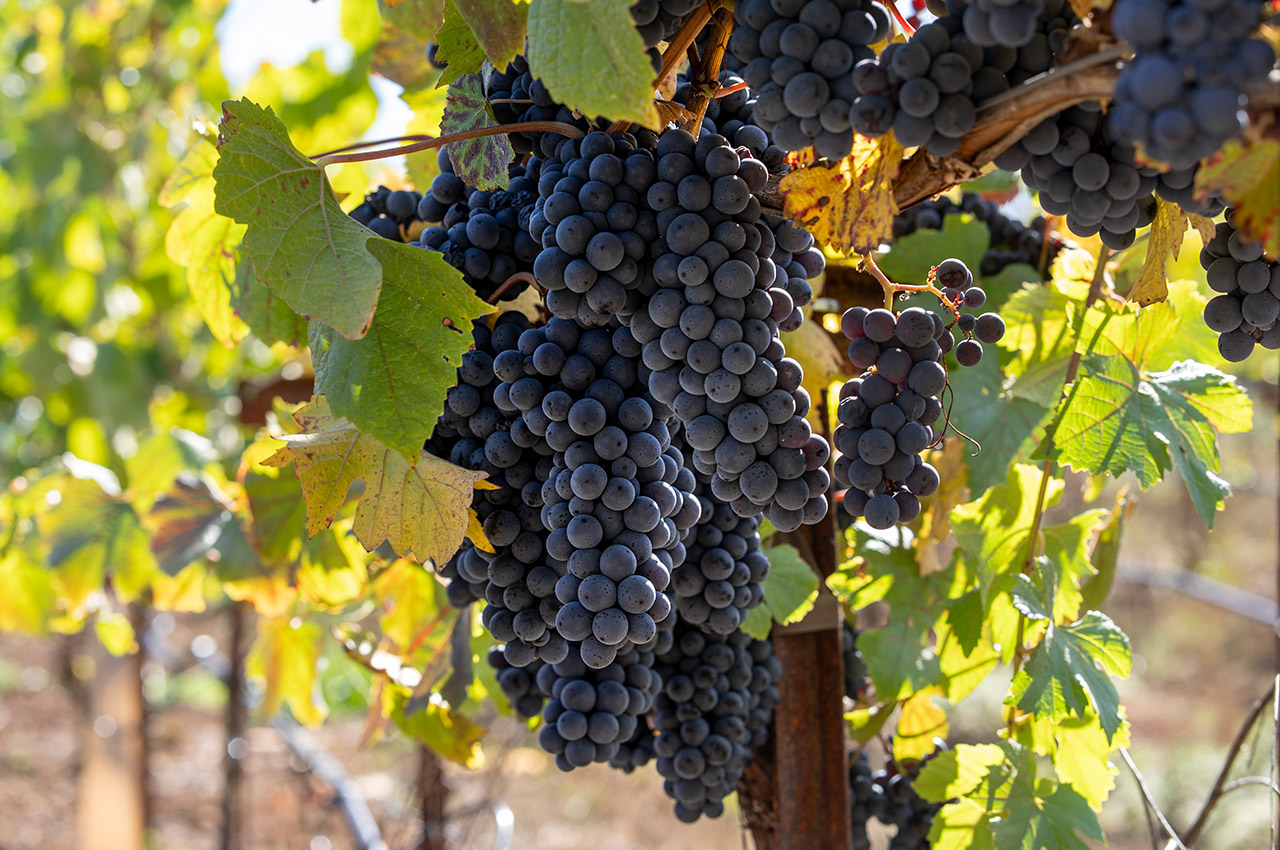 Nobles Vineyard - ripening Pinot Noir Grapes