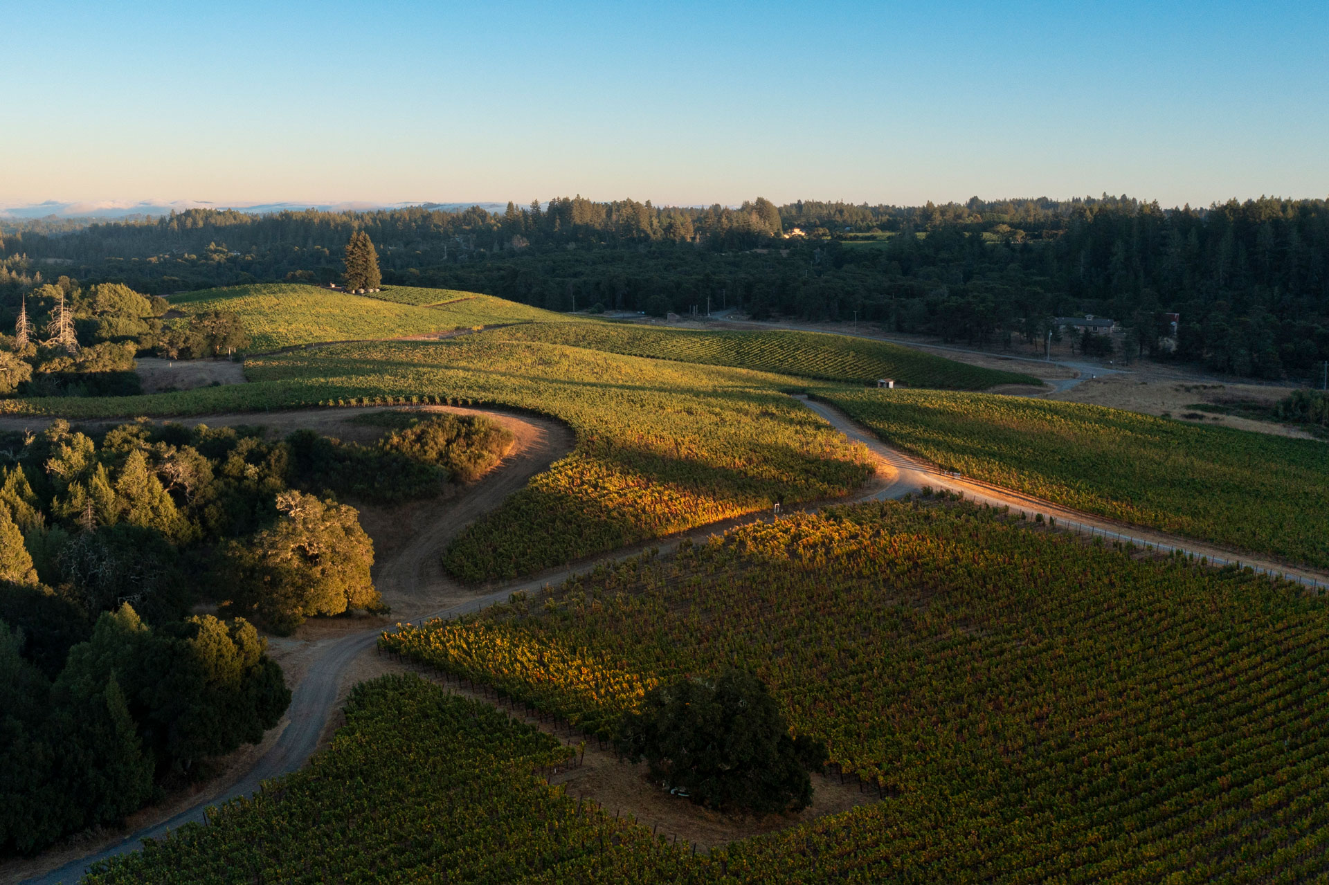 Silver Eagle Vineyard