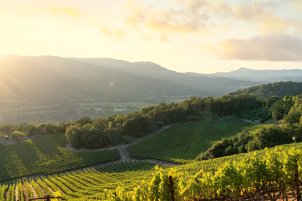 b. wise estate vineyard at sunset